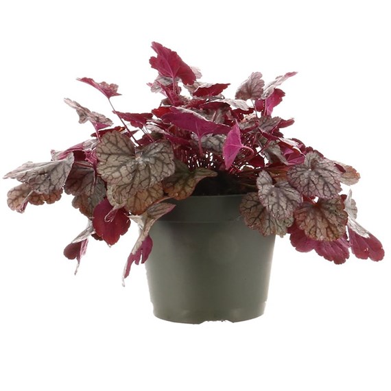 Heuchera Silver Gum Drop 2L Pot Bedding 